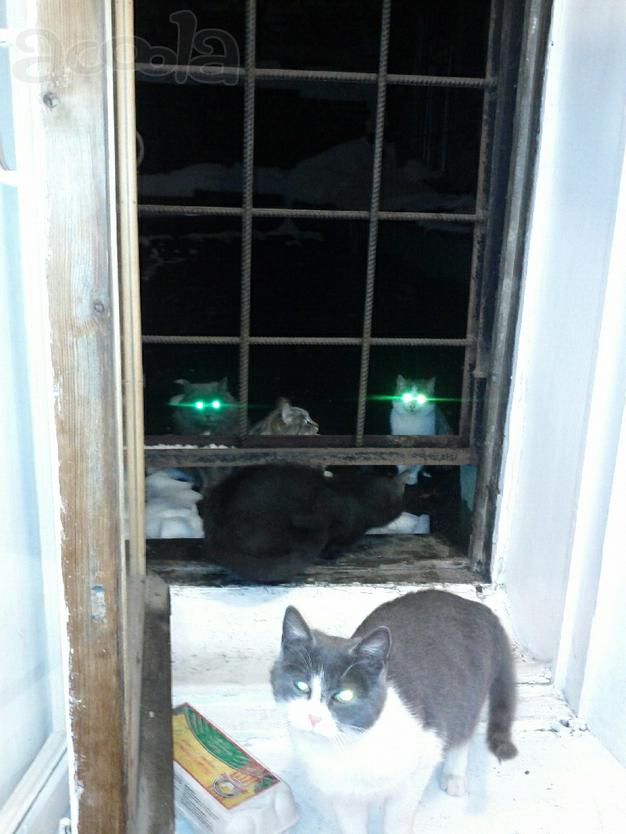 Кошки