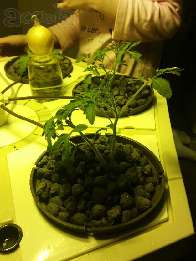 Кусты помидор в гидропонике EcoGrower