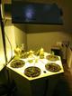 EcoGrower с кустами помидор, петрушки и базилика