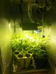 Гроубокс своими руками с EcoGrower и WaterFarm