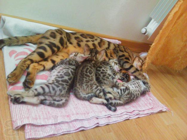 мама с детками